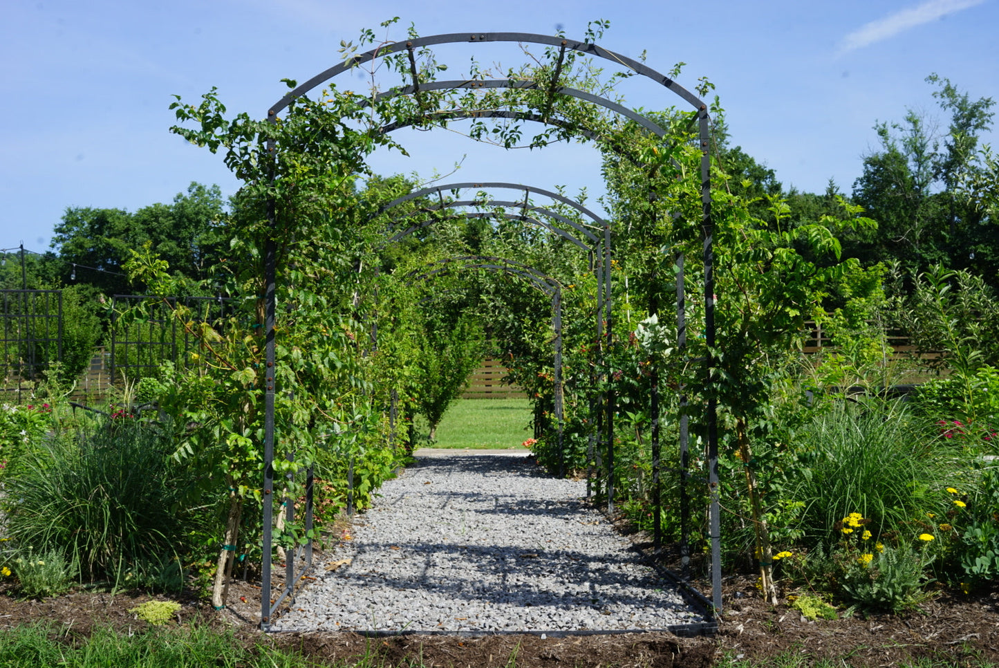 Tunnel Arch Trellis