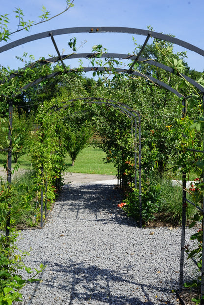 Tunnel Arch Trellis